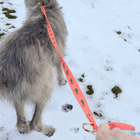 Grapefruit Trout Pet Leash, Lg