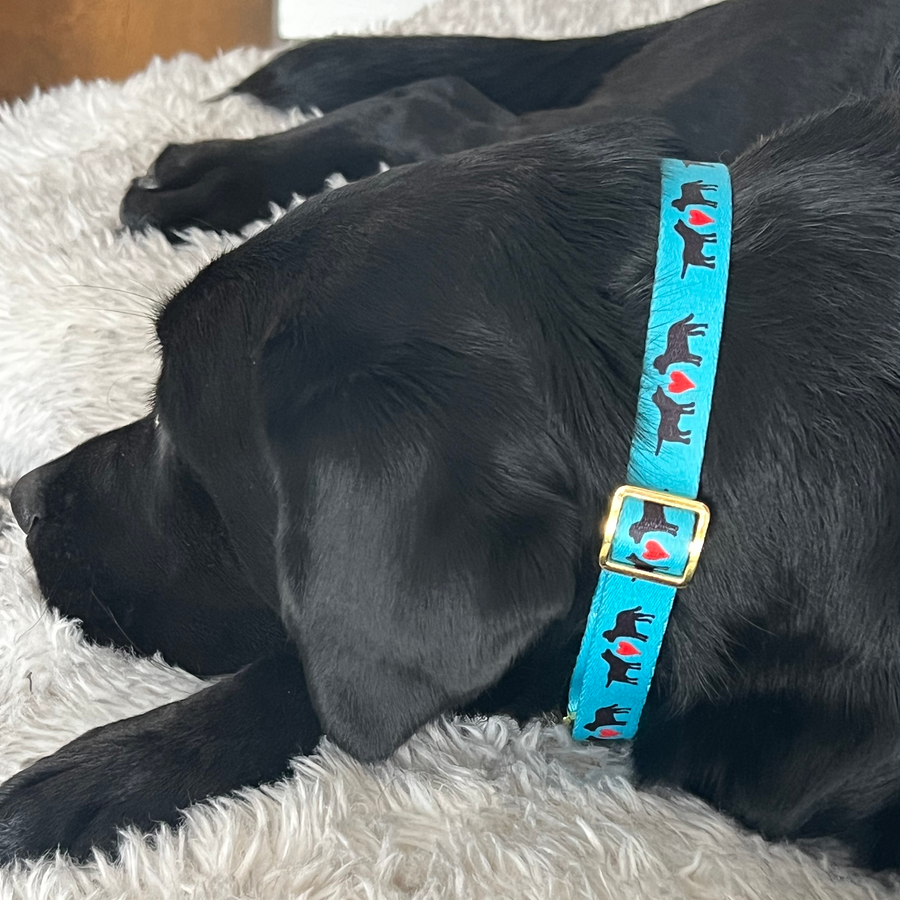 Turquoise Puppy Love Pet Collar, Med